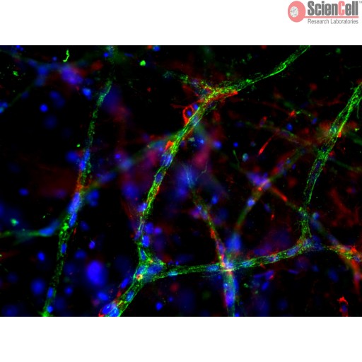 3D Endothelial–Pericyte Coculturing Kit