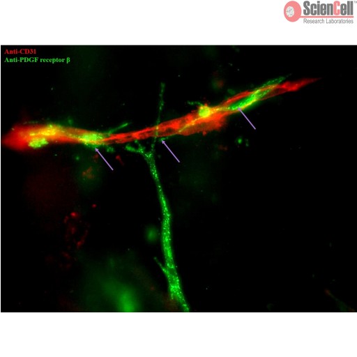 3D Human Blood Brain Barrier Modeling Kit