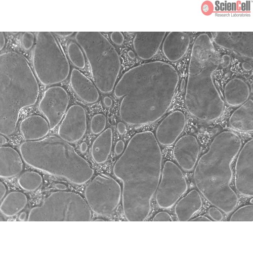 3D Network Formation Assay Kit