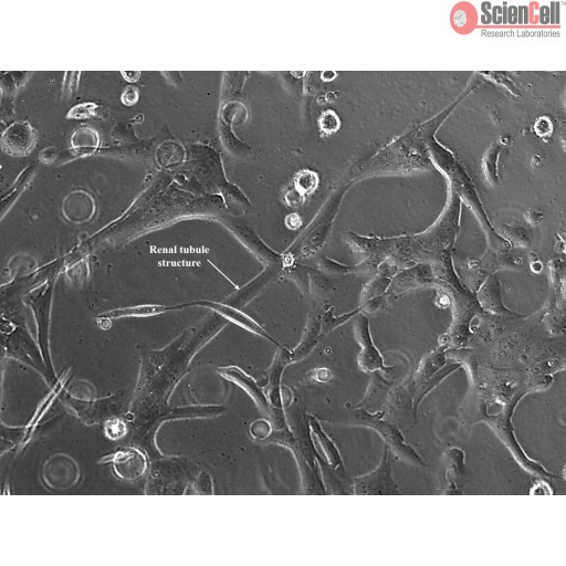3D Renal Tubule Formation Kit
